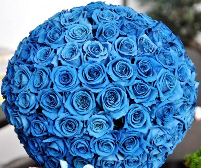 Голубые розы.