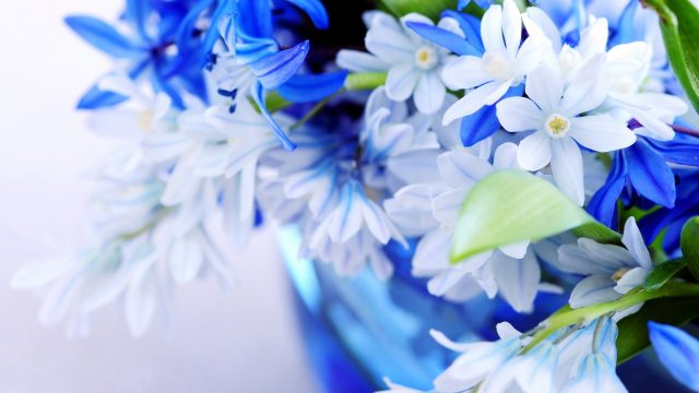 Белые и голубые цветы.