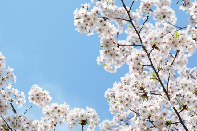 Пушистое дерево от белоснежных цветов