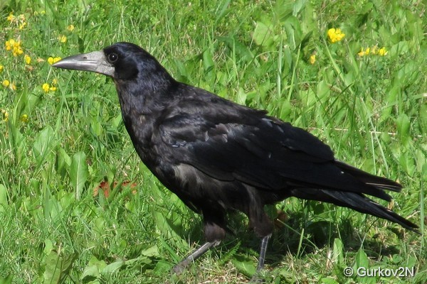 Черная птица.