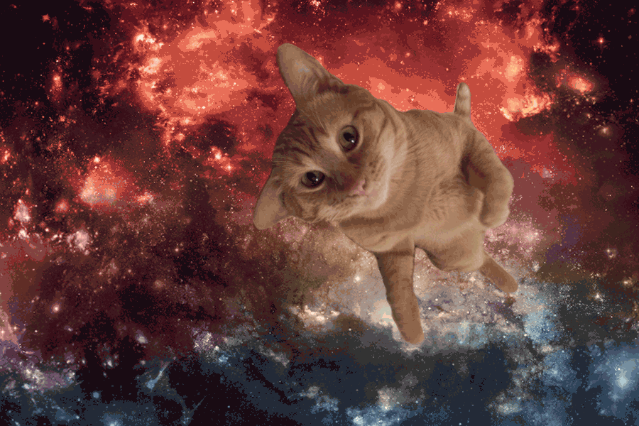 Space animals. Космический кот. Кот в космосе. Космические котята. Котенок в космосе.