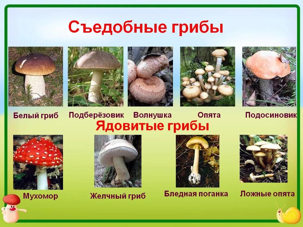 Открытка съедобные и ядовитые грибы