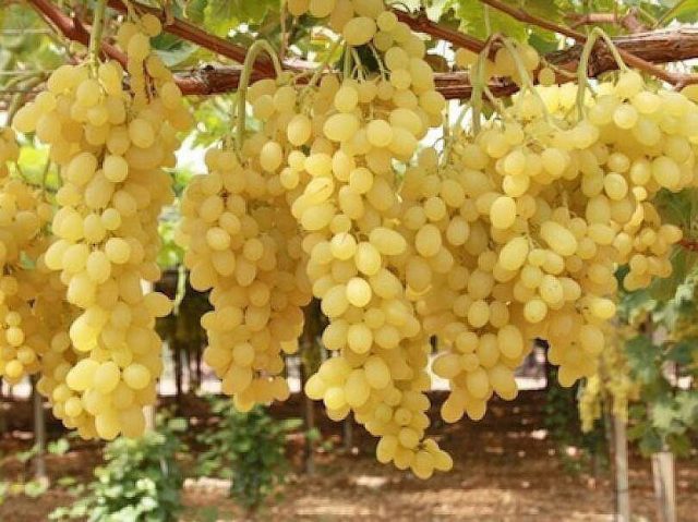 Желтый виноград.