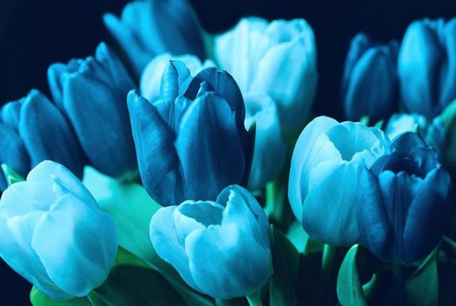 Голубые тюльпаны.