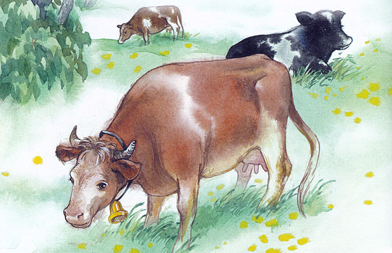 Открытка красивая коровы на лугу