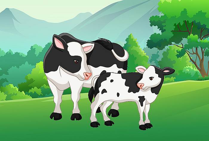 Чудесная открытка корова с теленком