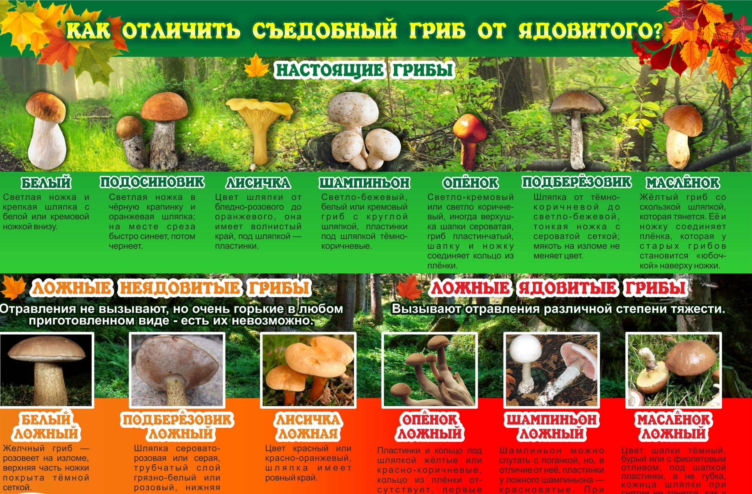 Картинка красивая о грибах