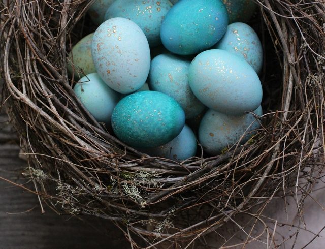 Голубые яйца.