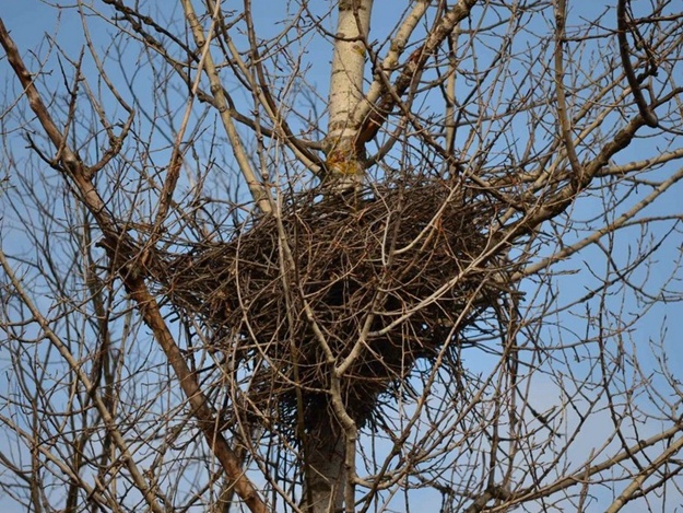 Гнездо на дереве.