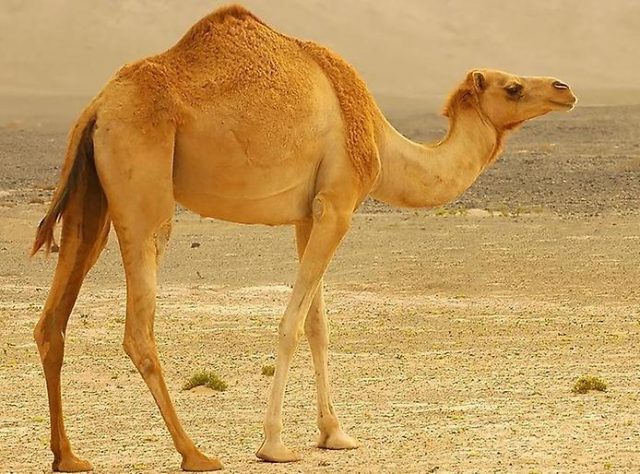 Верблюд в пустыне.