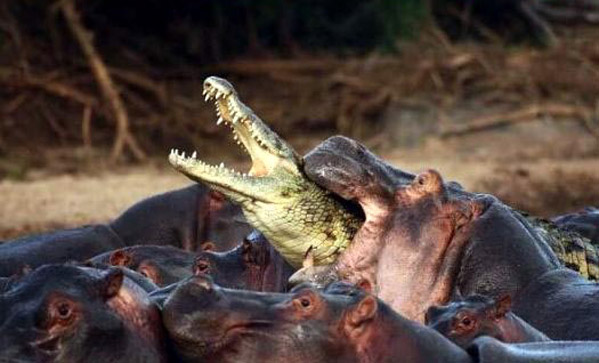 Бегемот нападает на крокодила.