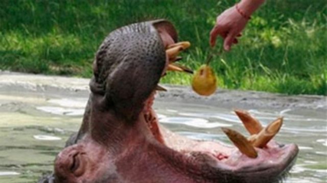 Гиппопотама кормят грушей.