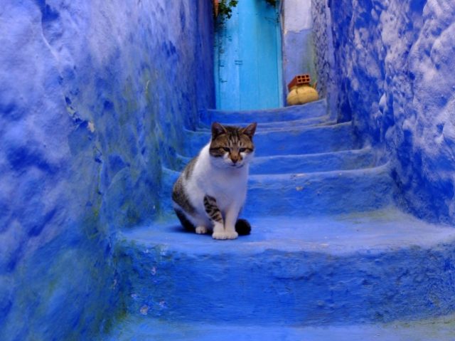 Кот на голубых ступеньках.