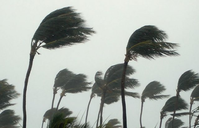 Сильный ветер, пальмы.