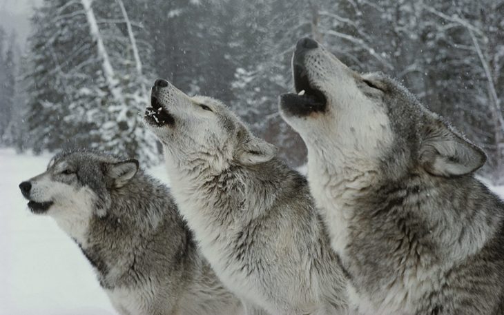 Волки в зимнем лесу.