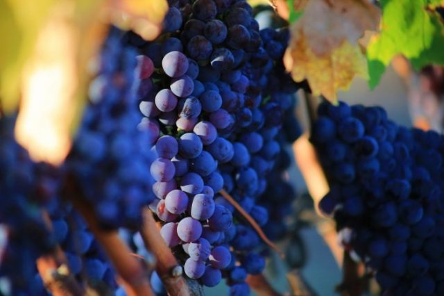 Синий виноград.
