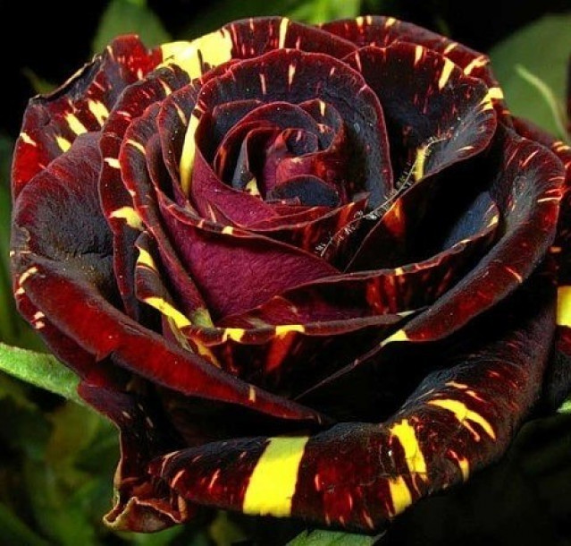 Бордовая роза