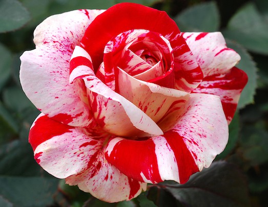 Самая красивая роза