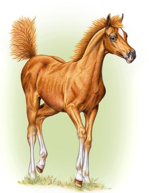 Красивая открытка преркасная лошадь