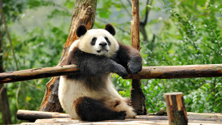 Уставшая панда сидит отдыхает.