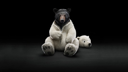 Белый медведь снимает шкуру по которой обычный медведь.