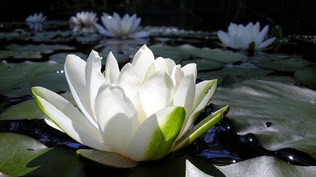 Белая лилия на воде.