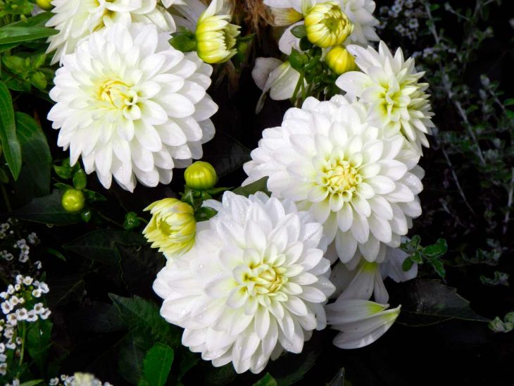 Белые цветы.