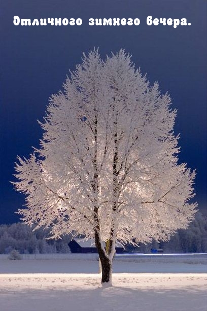 Одинокое белое дерево