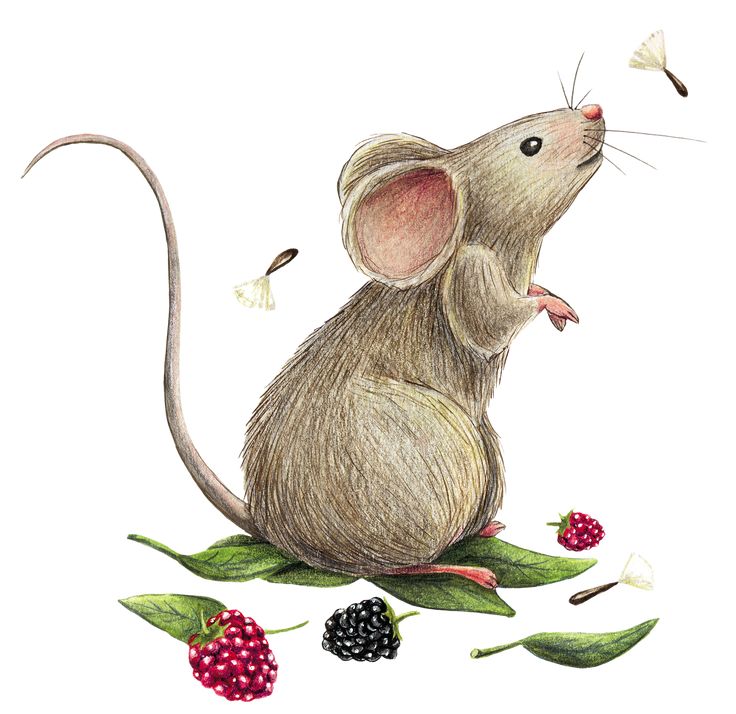 ОТкрытка мышонок с ягодами