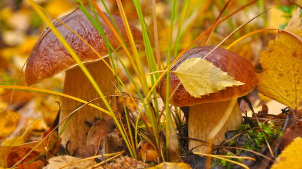 Осень, грибы.