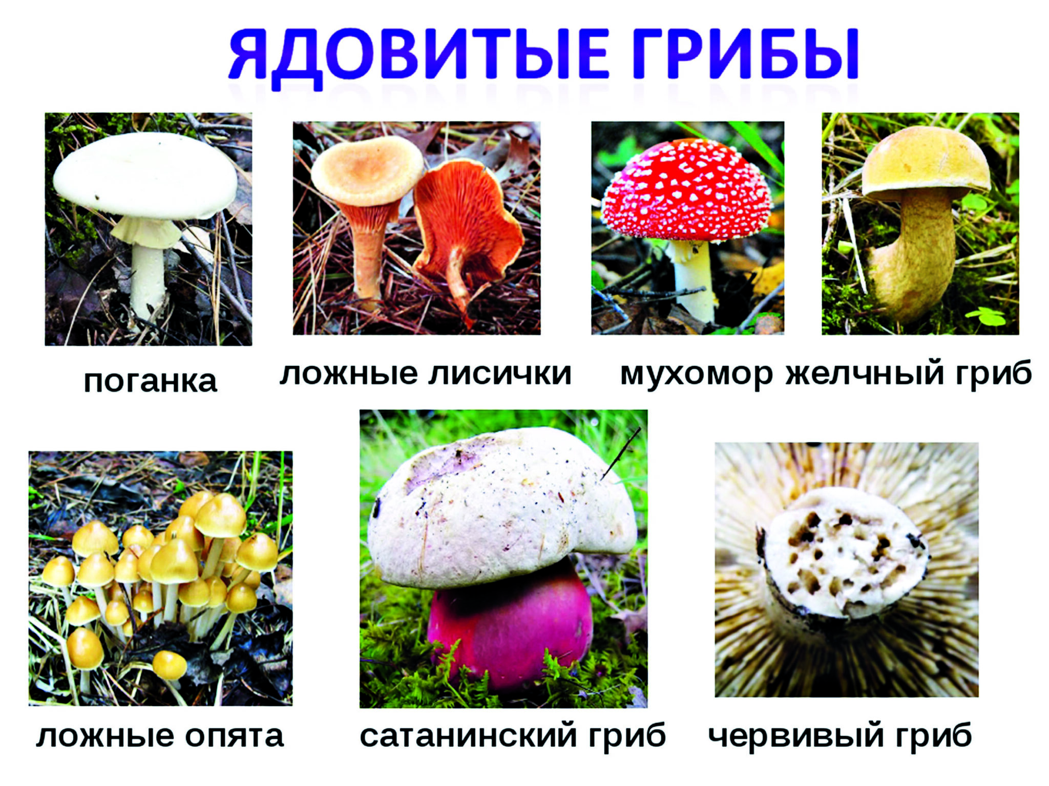 съедобные грибы ивановской области фото