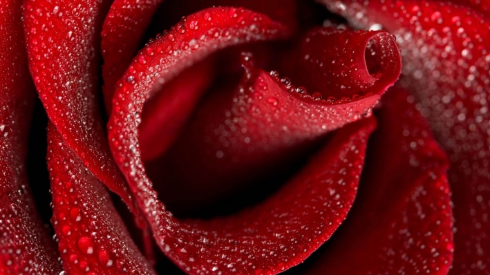 Красная роза.