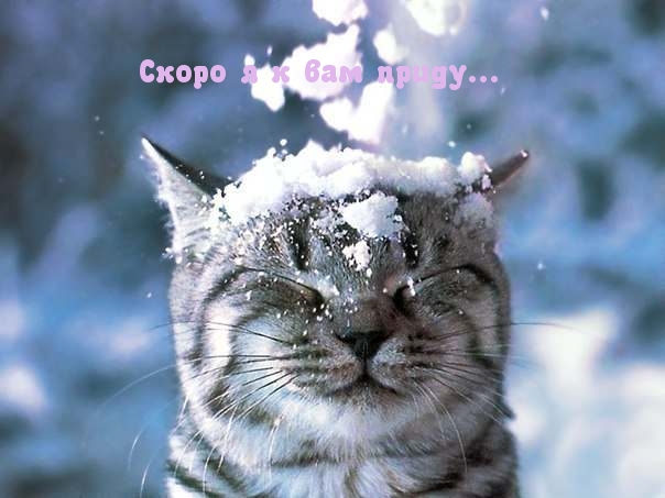 Довольный кот под снегом