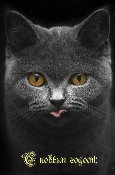 Серый красивый кот