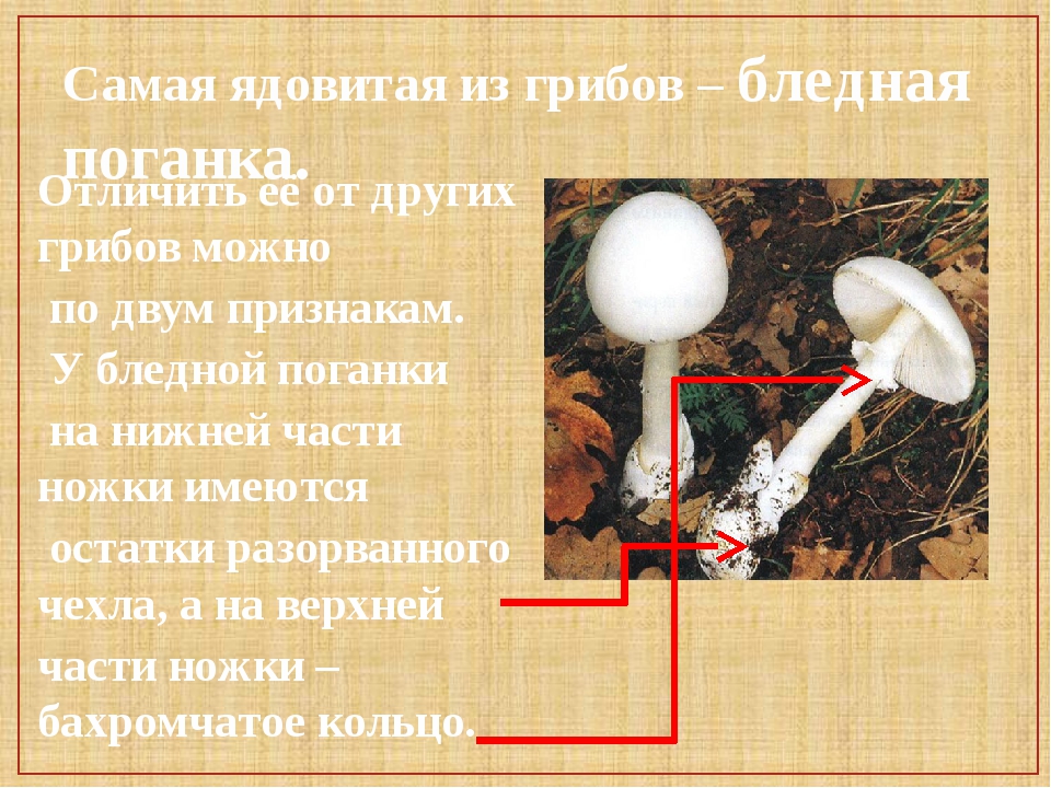 Открытка определение ядовитых грибов