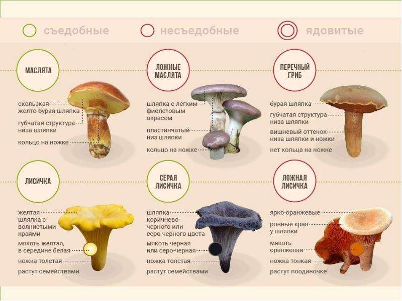 Картинка грибы съедобные и ядовитые