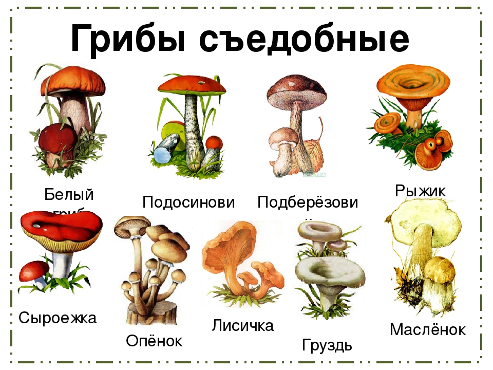 Открытка грибы съедобные