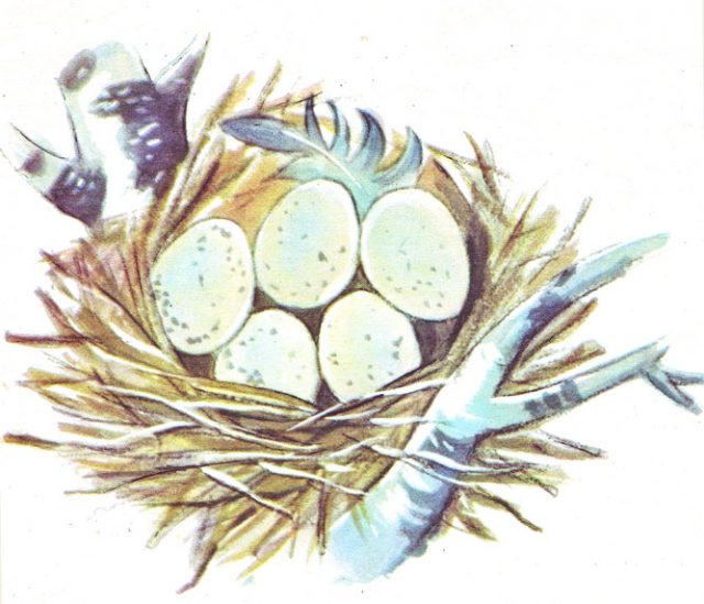 Нарисованное гнездо с яйцами.