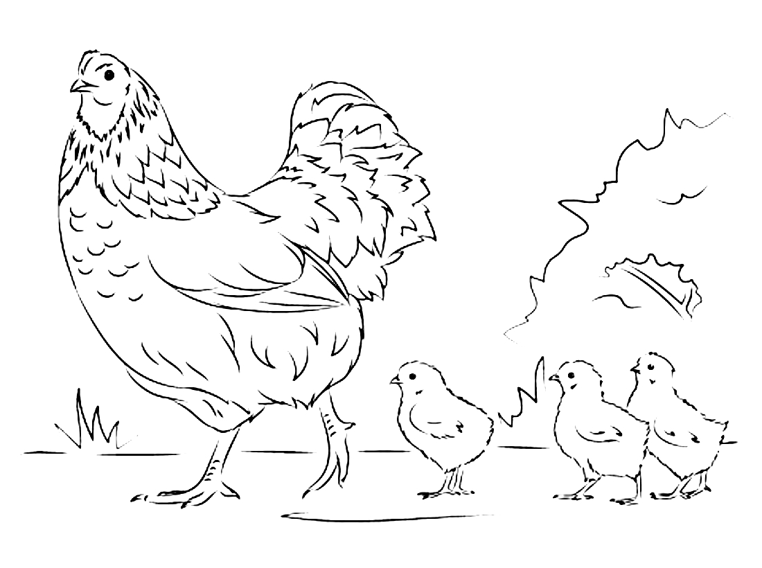 Раскраска картинка курочка с цыплятками