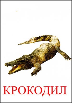 картинка крокодила