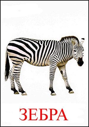 картинка зебры
