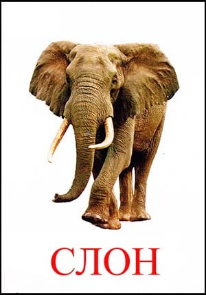 картинка слона