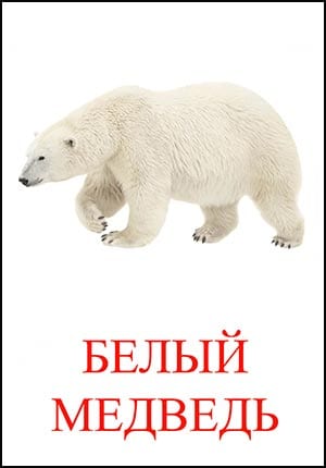 картинка белого медведя