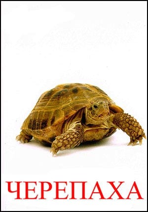 картинка черепахи