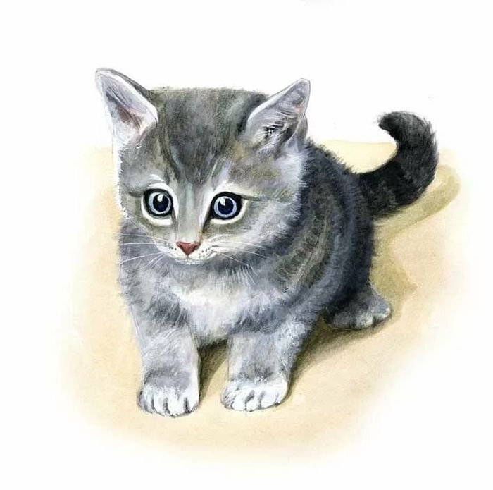 Милая картинка маленький серый котенок