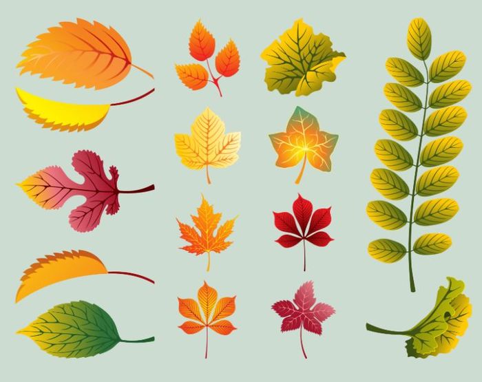 как распознать листья деревьев картинки с названиями