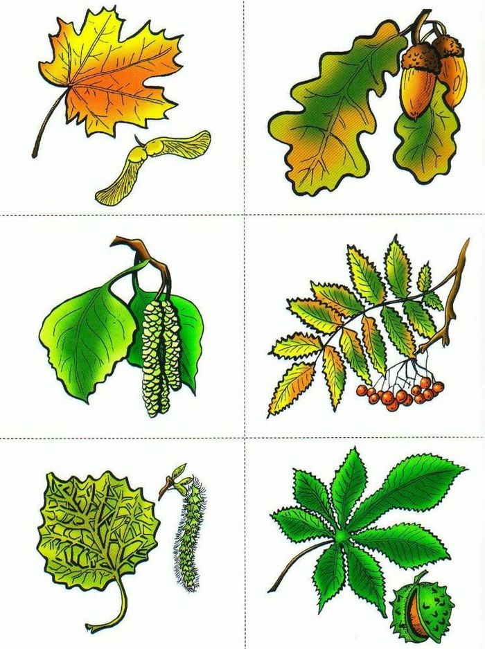 название листьев деревьев с картинками для гербария