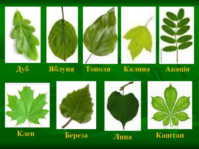 форма листьев деревьев картинки с названиями