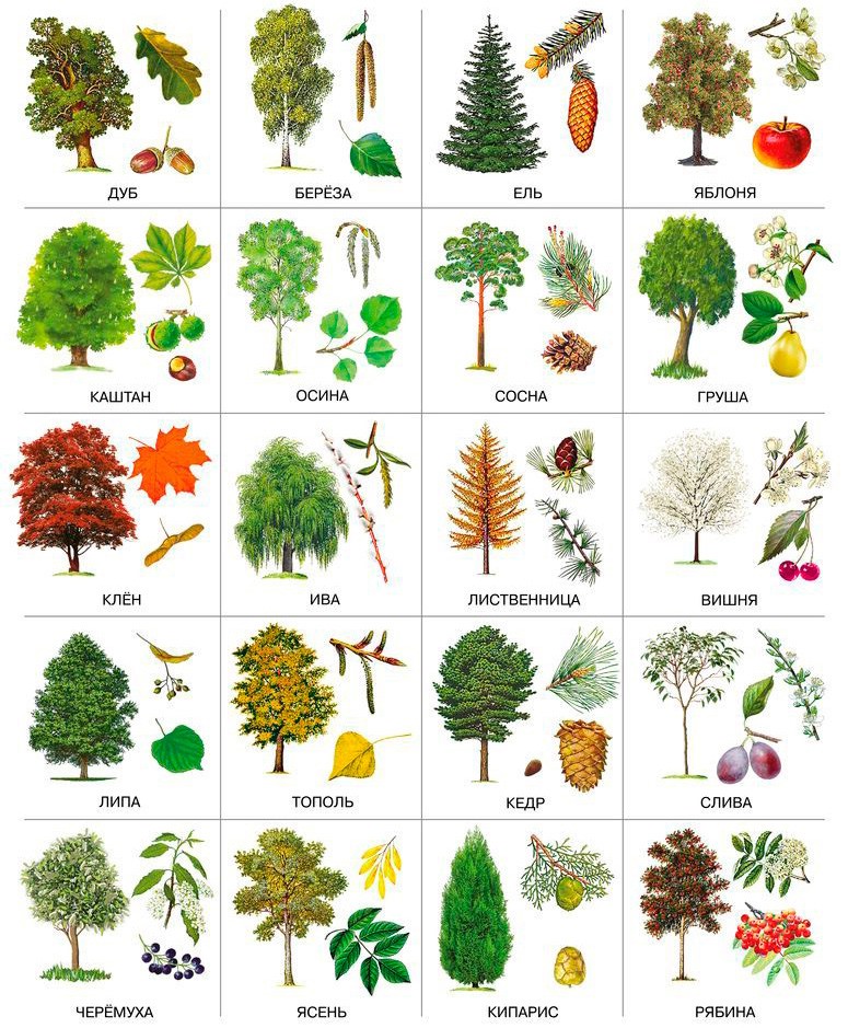 картинки листьев разных деревьев с названиями