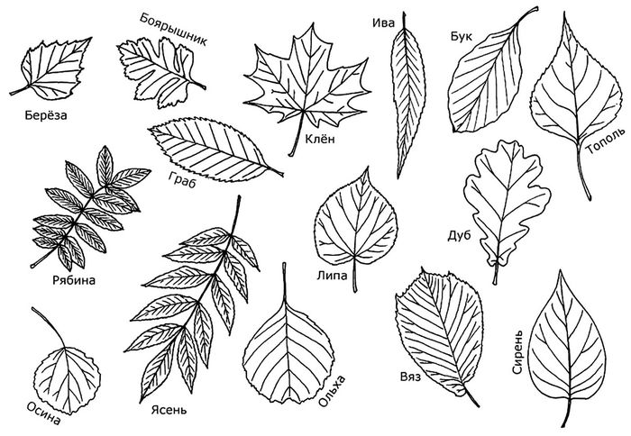листья деревьев с названиями в раскрасках